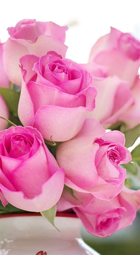 beautiful pink roses pictures|beautiful romantic pink roses images.